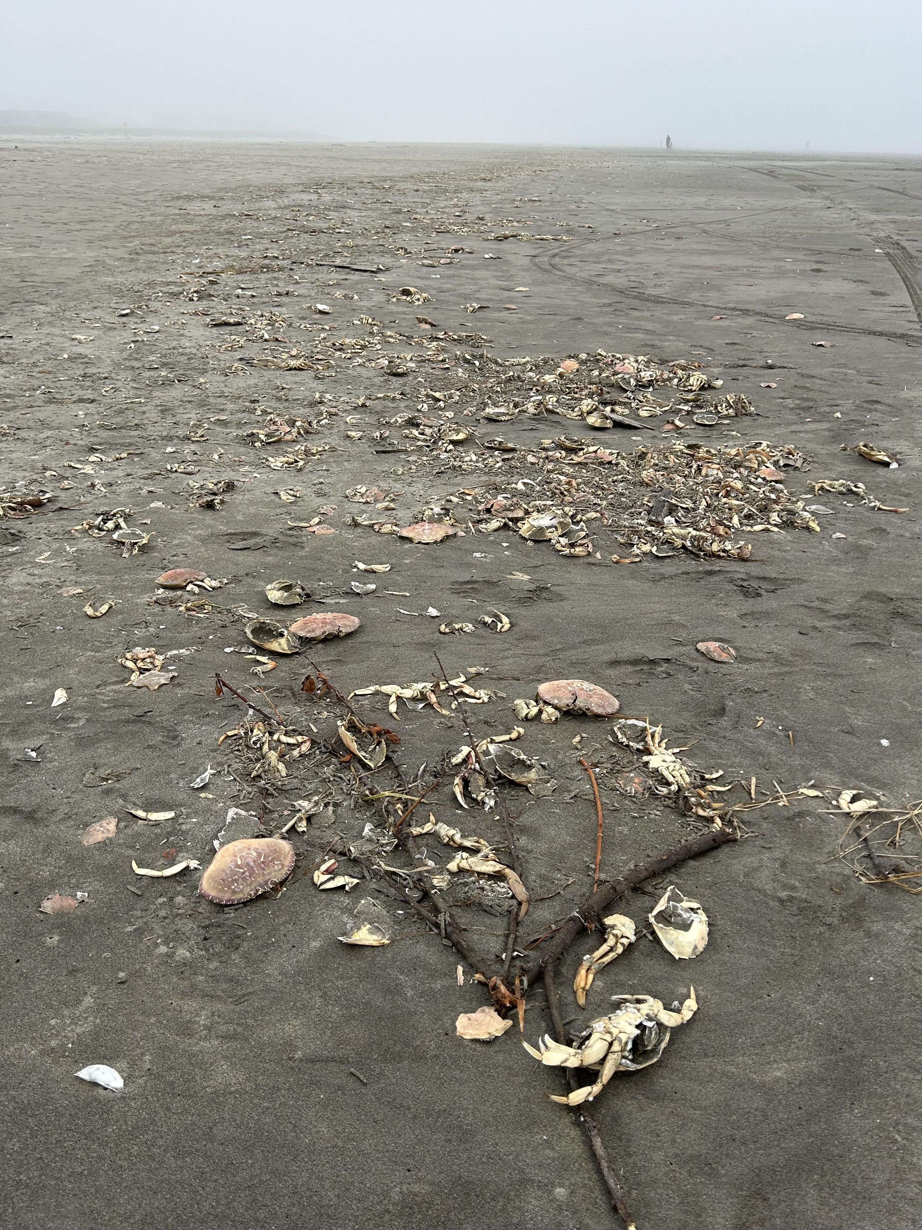 Seaside, Oregon 07/08/25